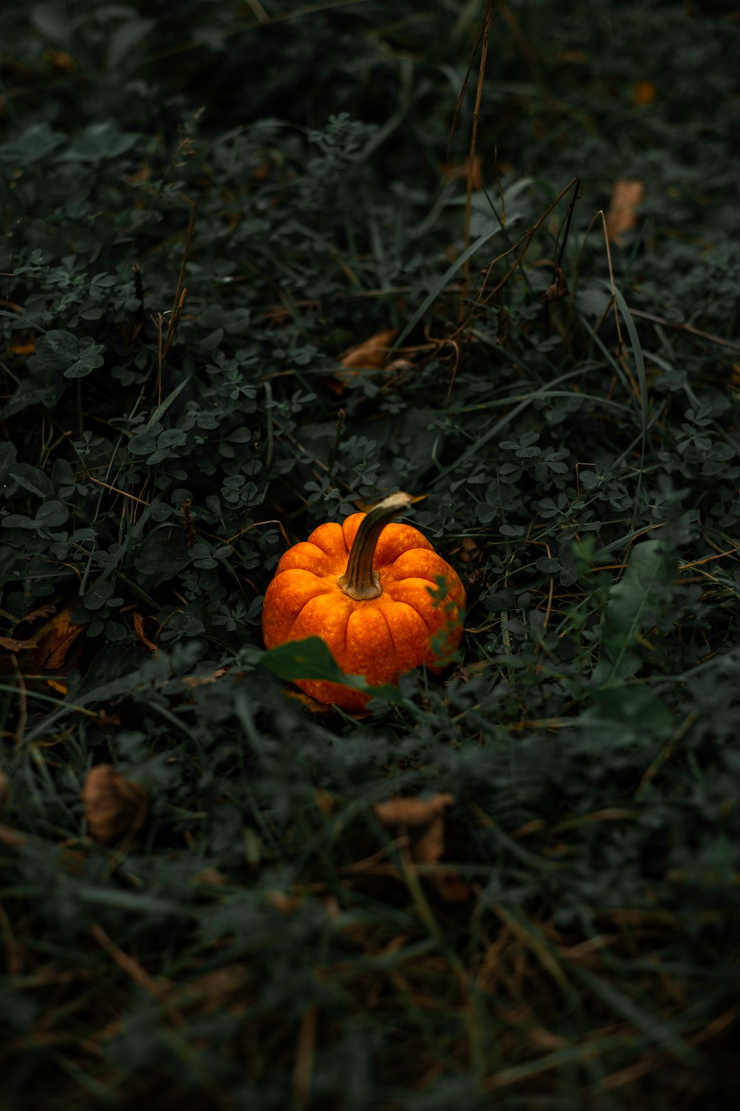 orange pumpkin on green grass