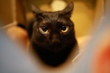 Close-up of a black cat's bright green eyes glowing softly in low light