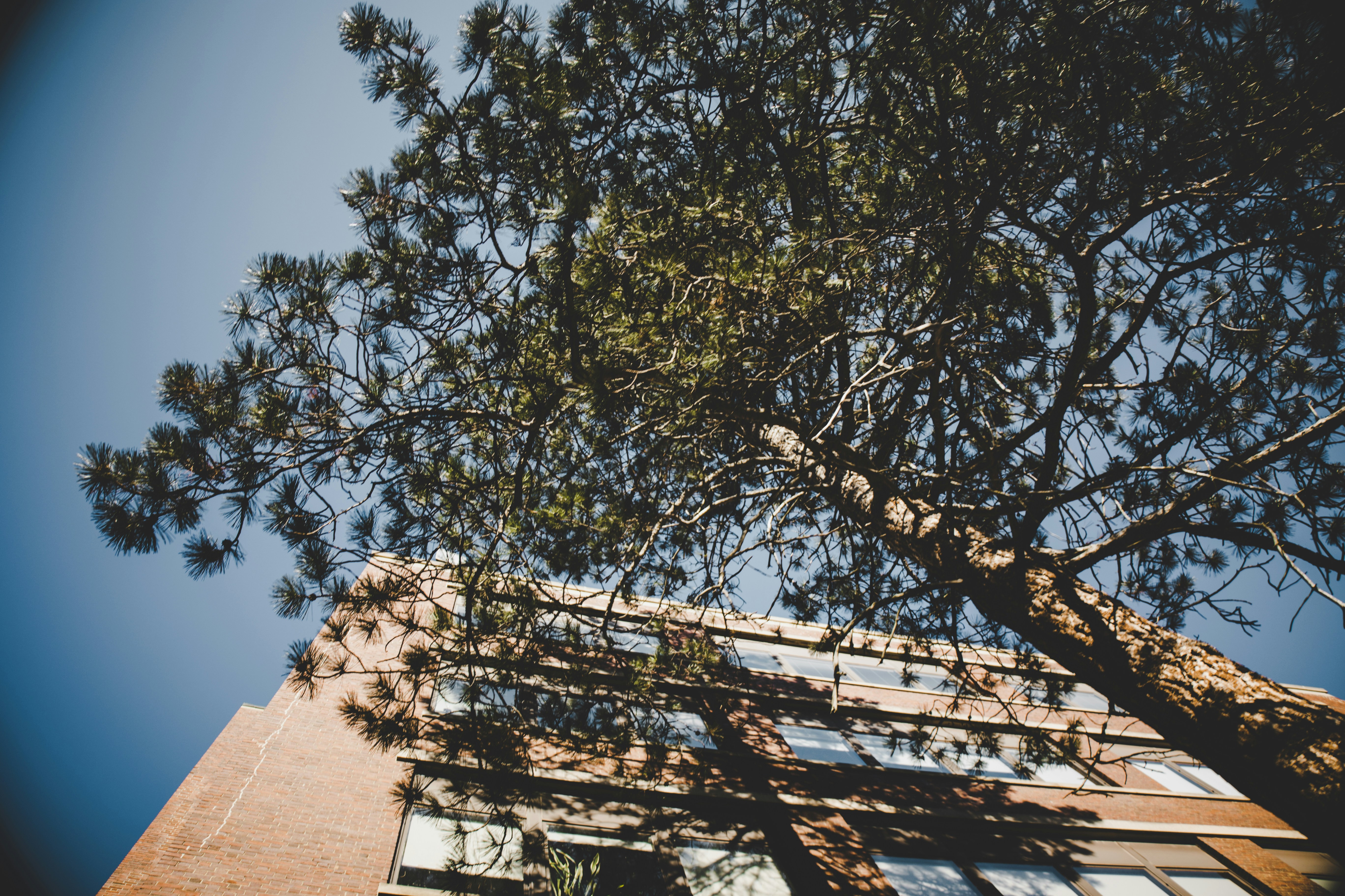 green tree near brown concrete house during daytime