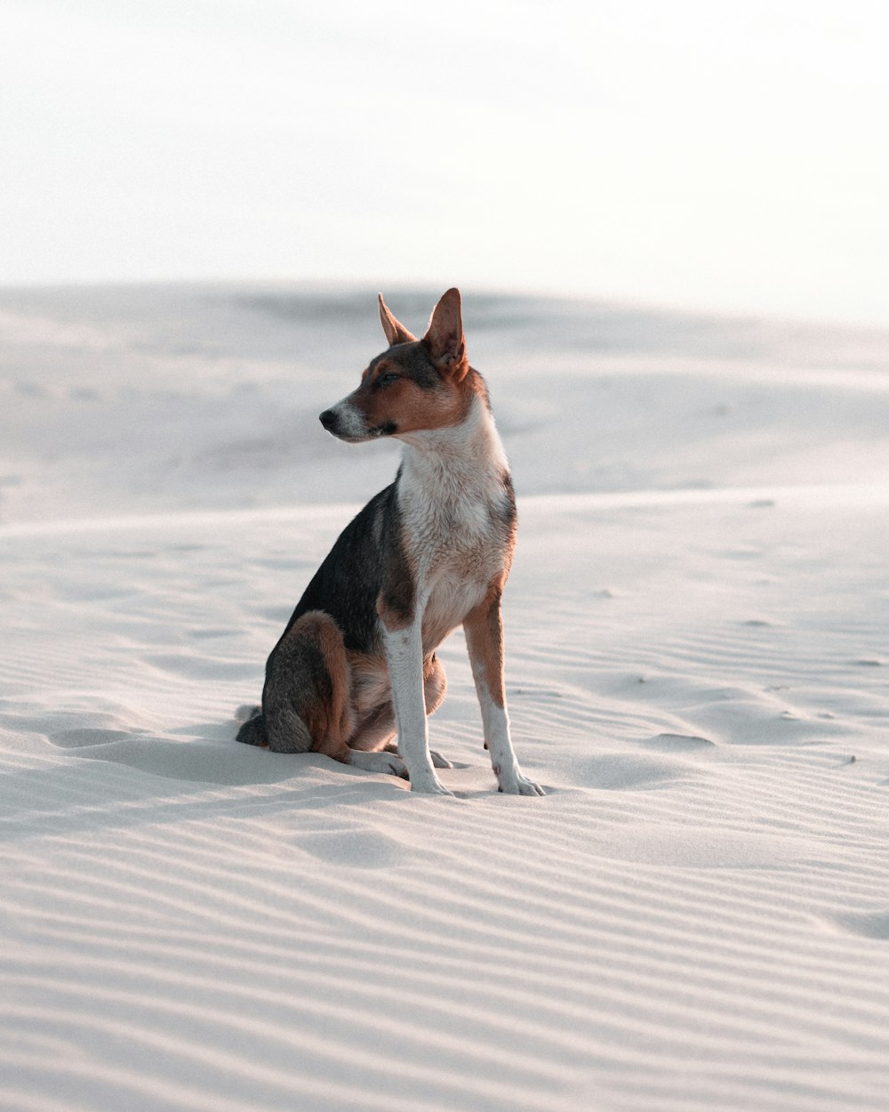 brown white and black short coated dog sitting on white sand during daytime
