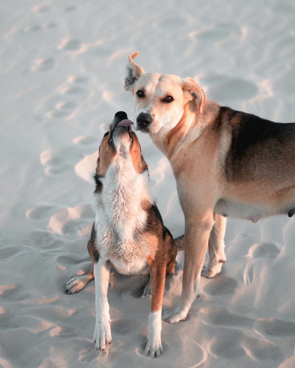 2 dogs running on white sand during daytime