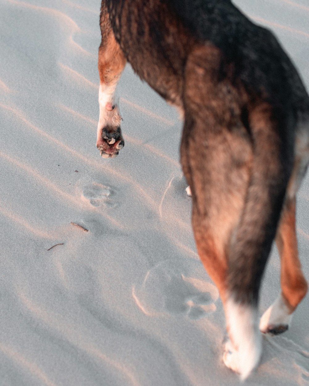 brown and white short coated dog walking on white sand during daytime