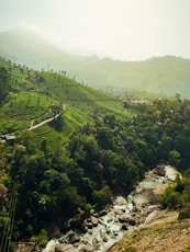 green trees on mountain during daytime