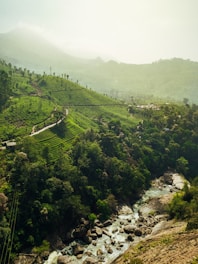 green trees on mountain during daytime