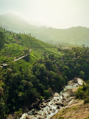 green trees on mountain during daytime