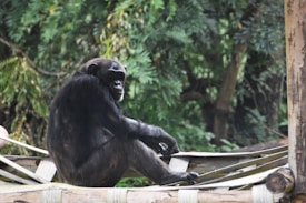 A chimpanzee is sitting on a wooden platform surrounded by lush green foliage. It appears relaxed and thoughtful, with its gaze directed towards the jungle. The chimpanzee's dark fur contrasts with the vibrant greenery in the background.