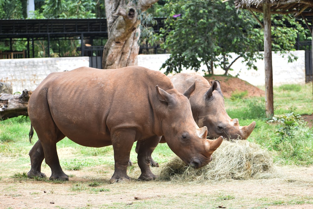 rhinocéros brun sur un champ d’herbe brune pendant la journée