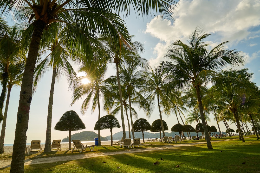 people walking on green grass field near palm trees during daytime