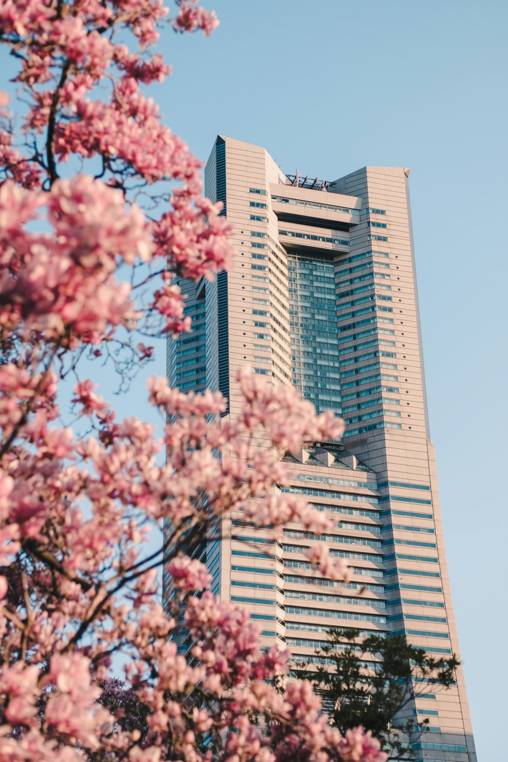 pink cherry blossom tree near brown concrete building during daytime