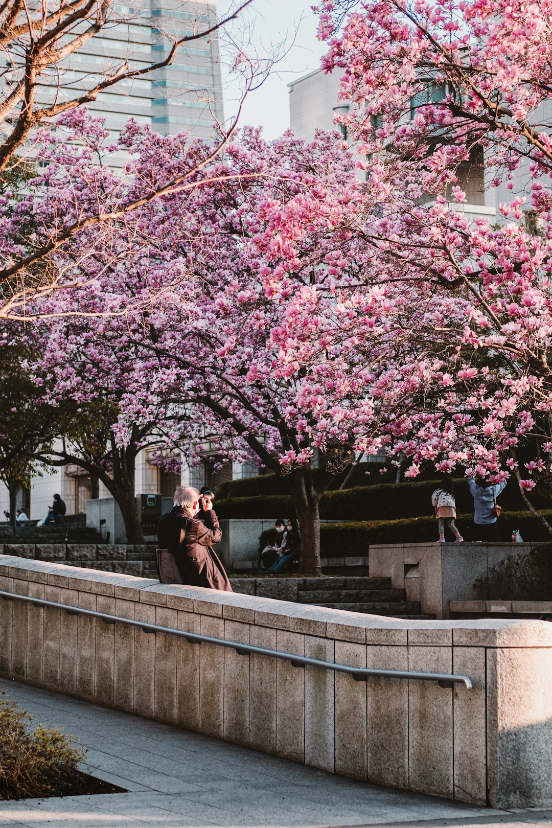 man and woman sitting on concrete bench under pink cherry blossom tree during daytime