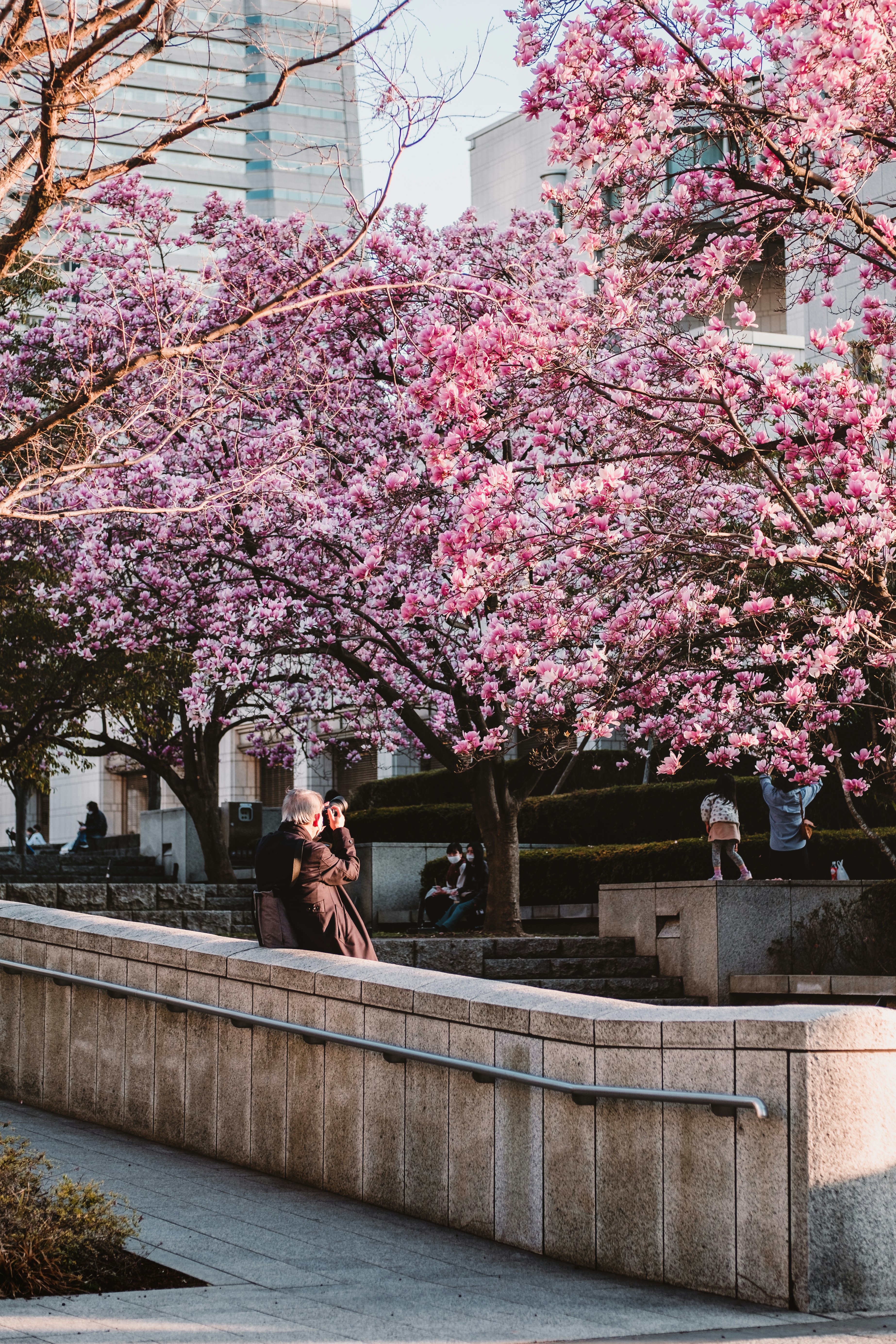 man and woman sitting on concrete bench under pink cherry blossom tree during daytime