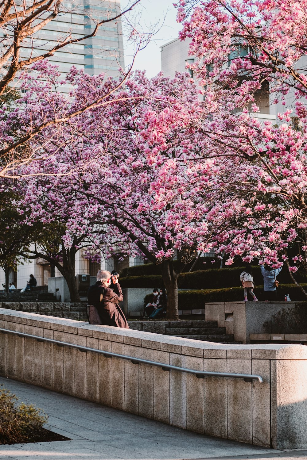 uomo e donna che si siedono sulla panchina di cemento sotto l'albero di ciliegio rosa durante il giorno