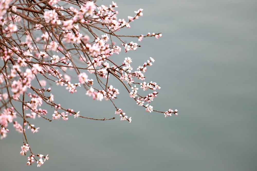 white cherry blossom in close up photography