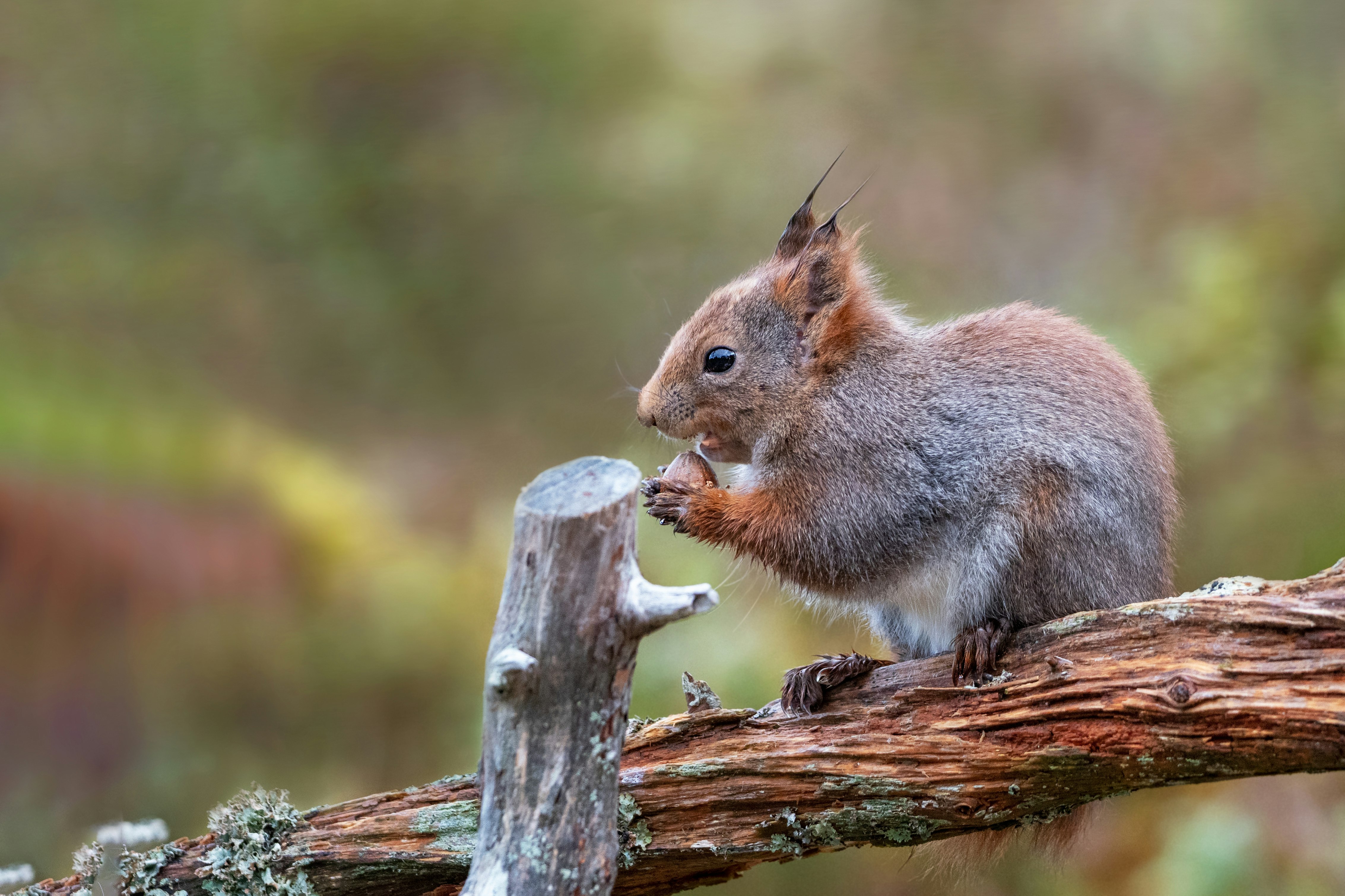 brown squirrel on brown tree trunk