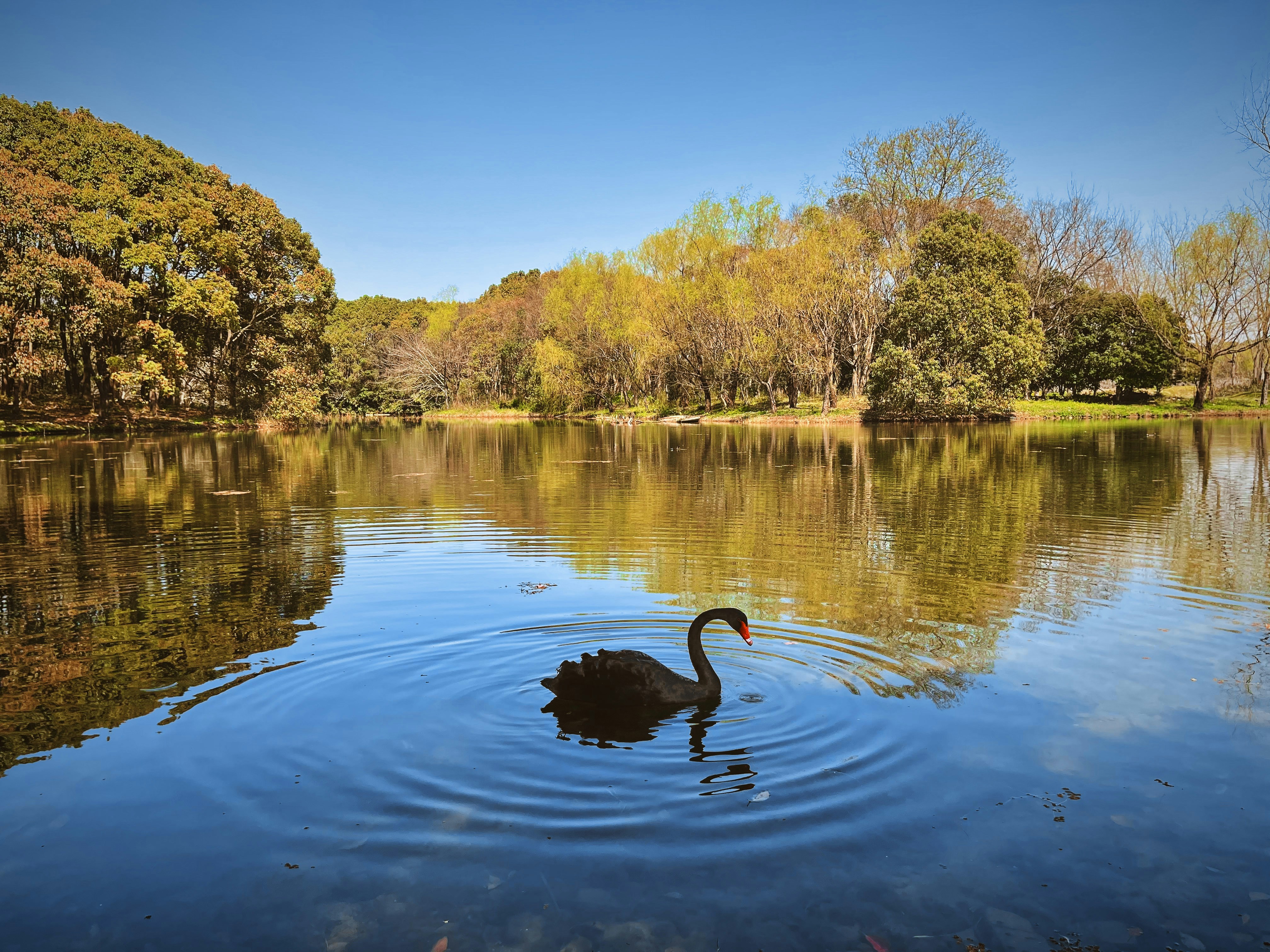 The Compromise of the Skeptic: An Analysis of The Black Swan