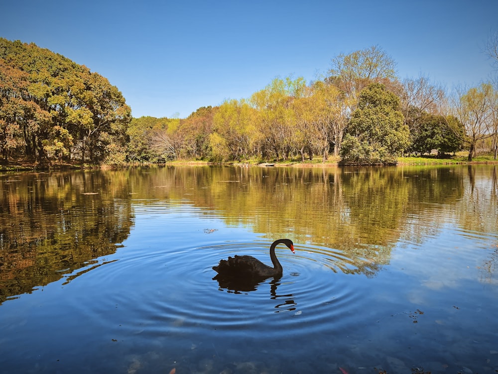 cisne preto no lago durante o dia