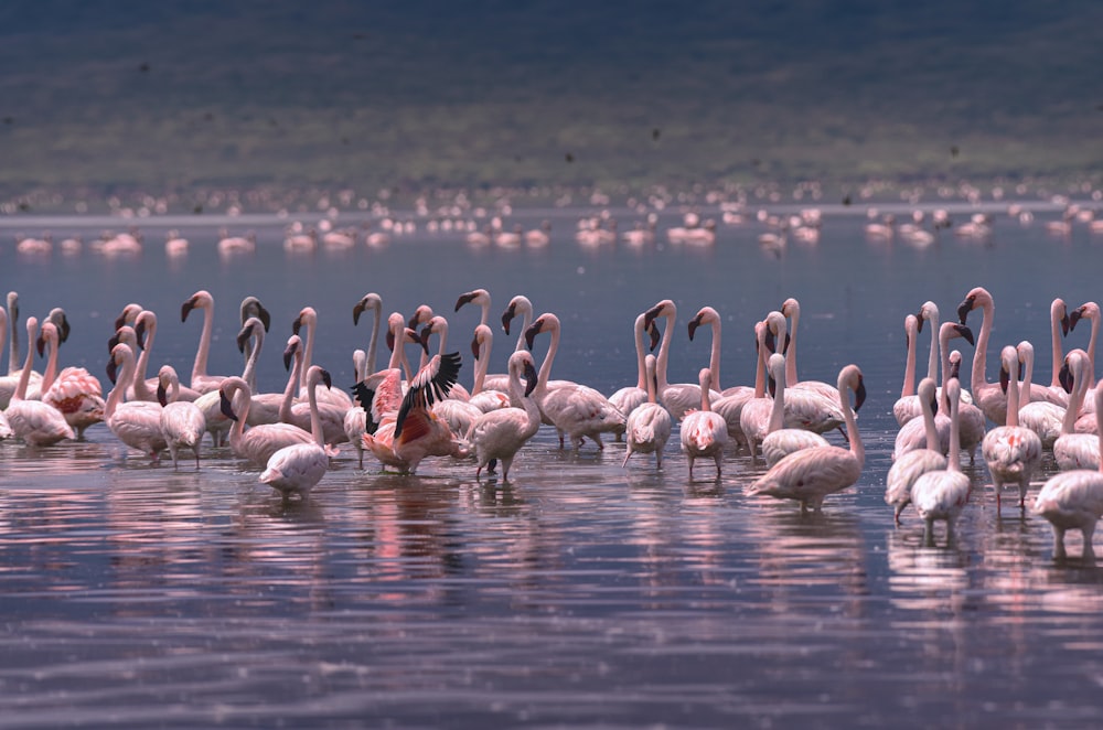 flock of swans on water during daytime