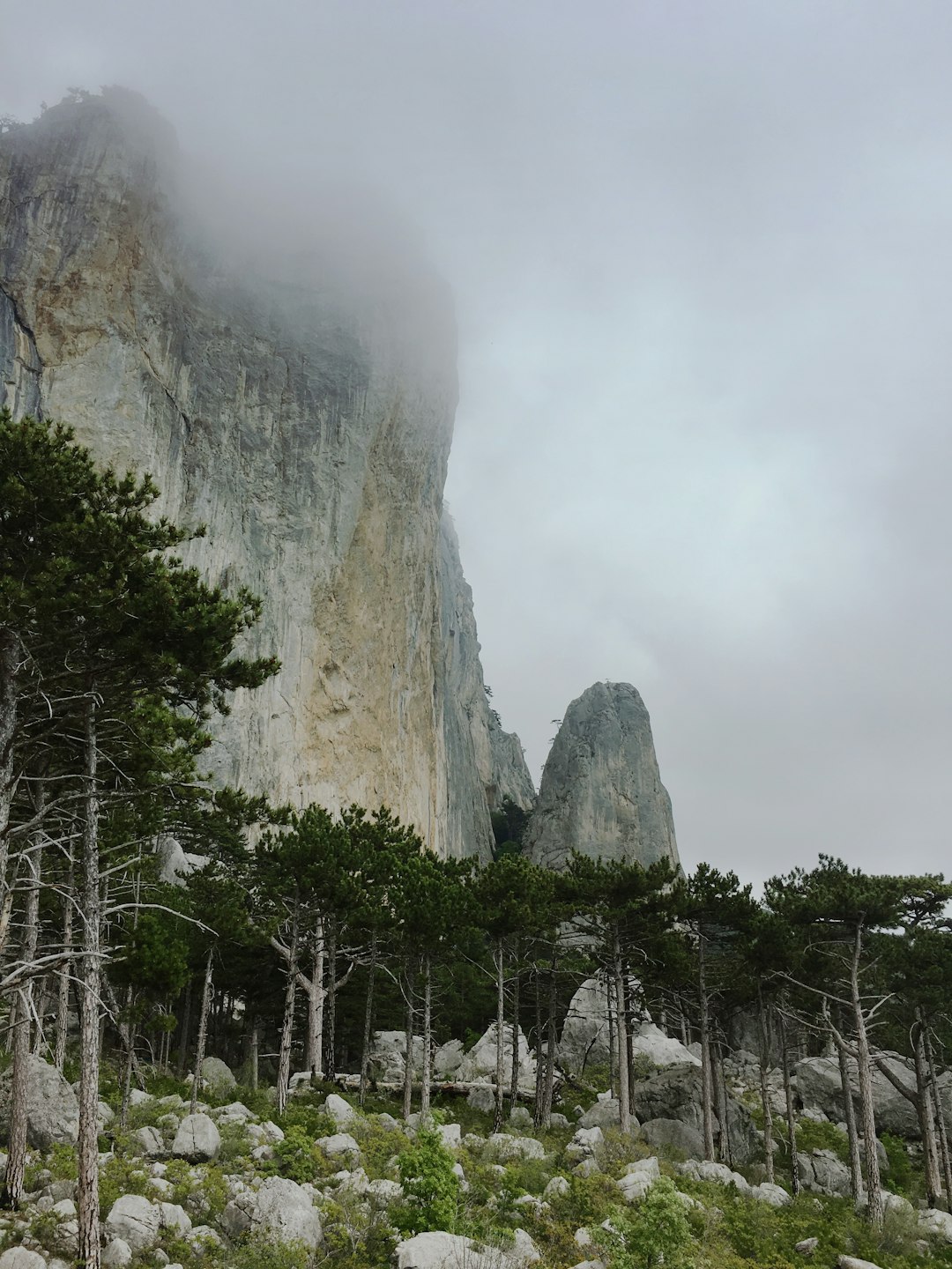 green trees near gray rock formation during daytime