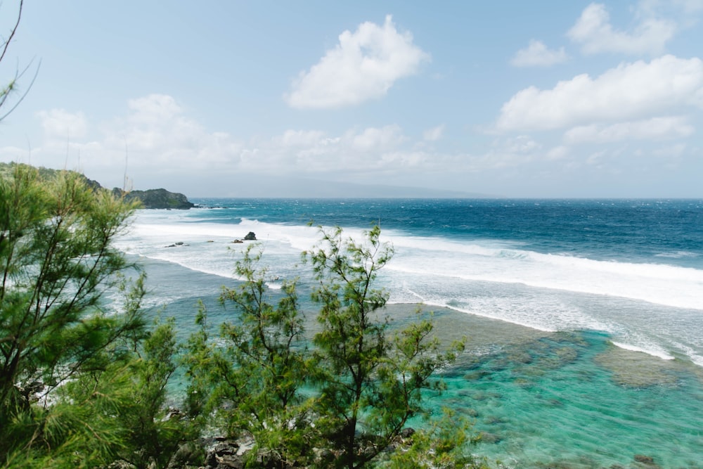 green trees on white sand beach during daytime