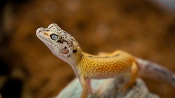 A photograph of a leopard gecko