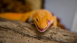 orange and yellow lizard on brown wooden surface