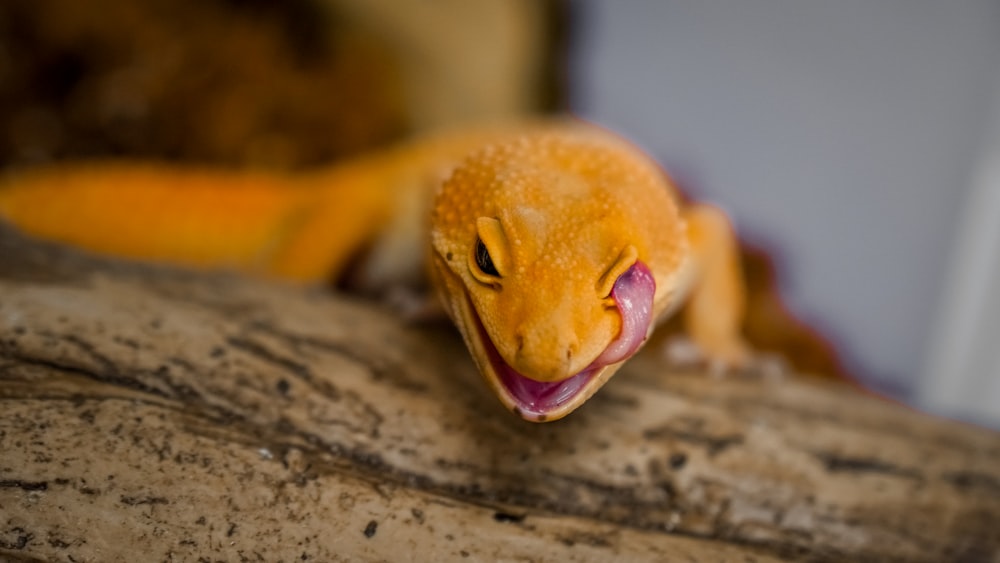 orange and yellow lizard on brown wooden surface