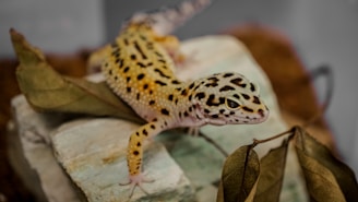 A leopard gecko with distinct spotted patterns and bright coloring is perched on a stone surface. Surrounding it are dried leaves, adding a natural and earthy element to the setting.