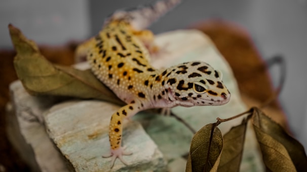 A leopard gecko with distinct spotted patterns and bright coloring is perched on a stone surface. Surrounding it are dried leaves, adding a natural and earthy element to the setting.