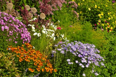 purple and white flowers near green plants