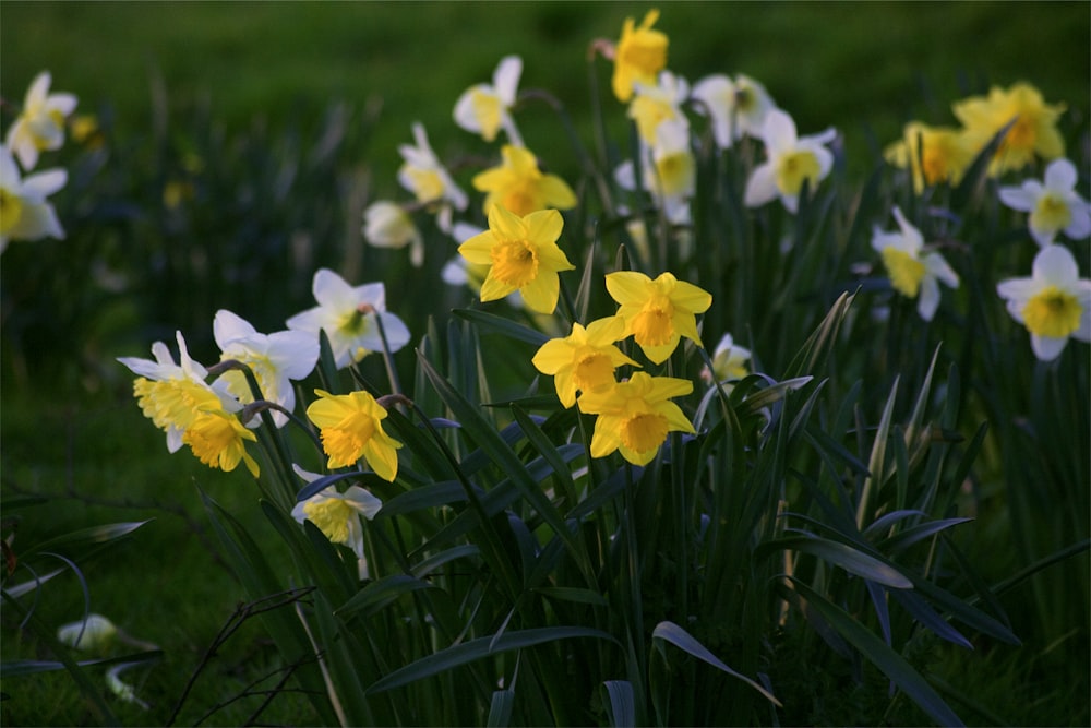 yellow daffodils in bloom during daytime