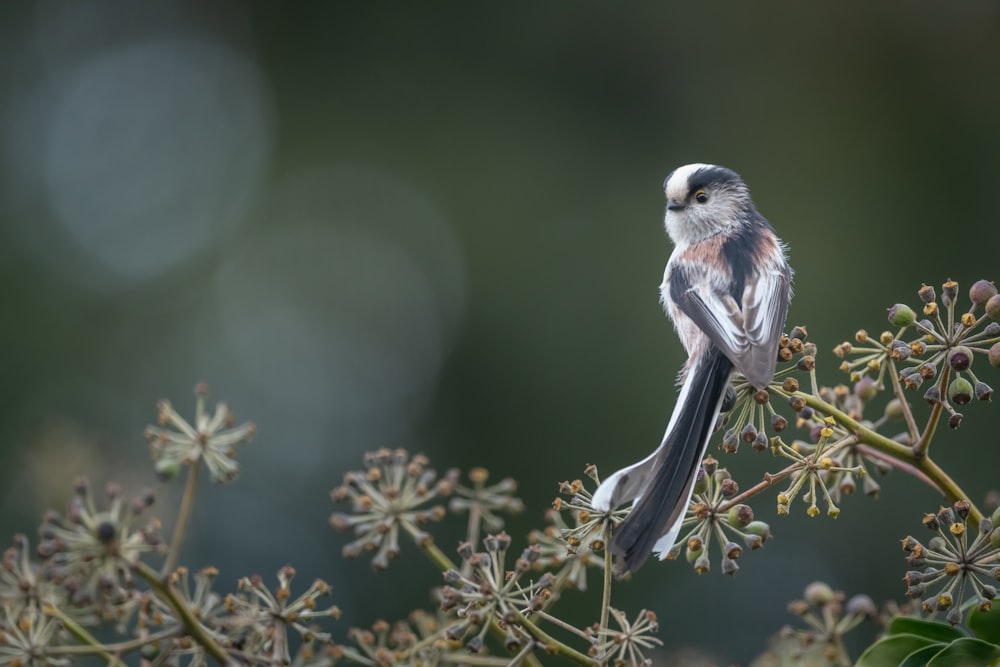 white and black bird on green plant