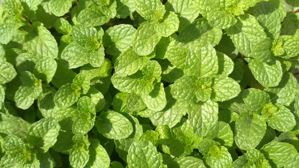 green leaves in close up photography