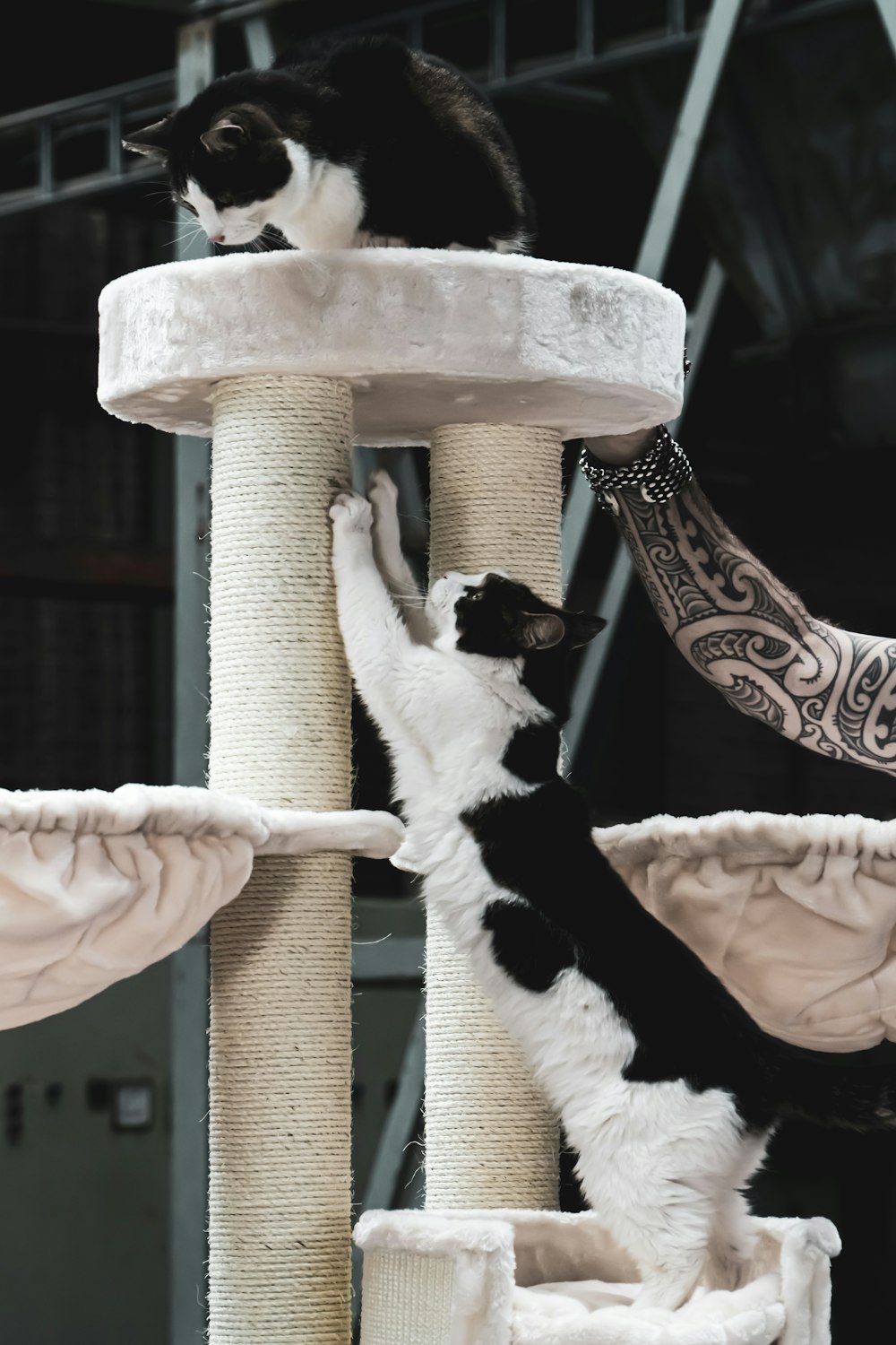 black and white cat on brown cat tree