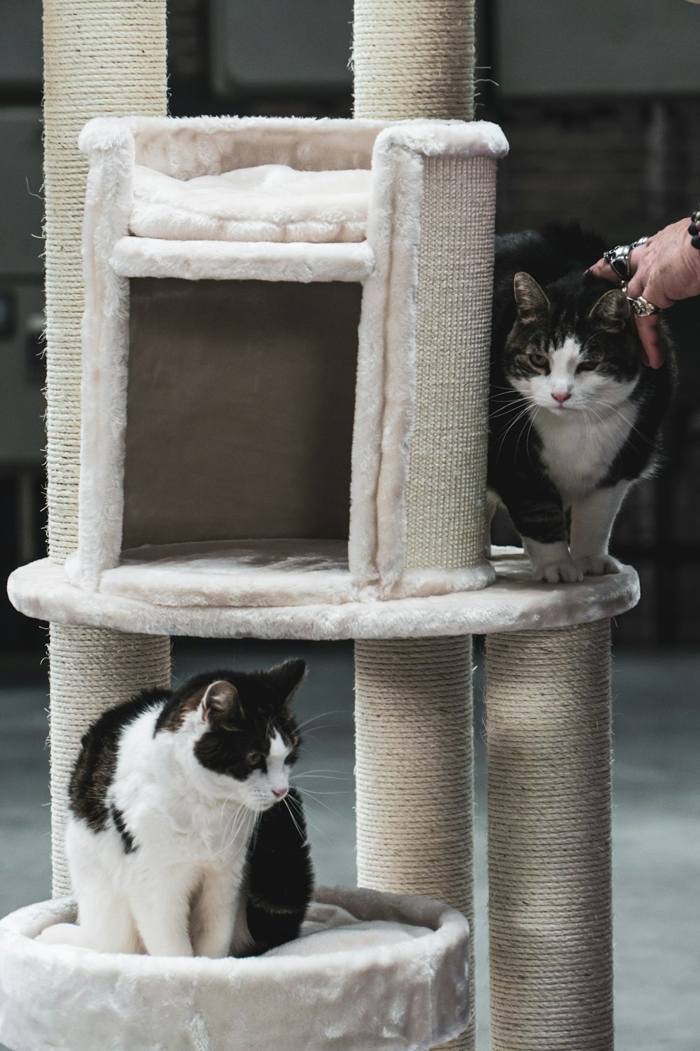 black and white cat on cat tree