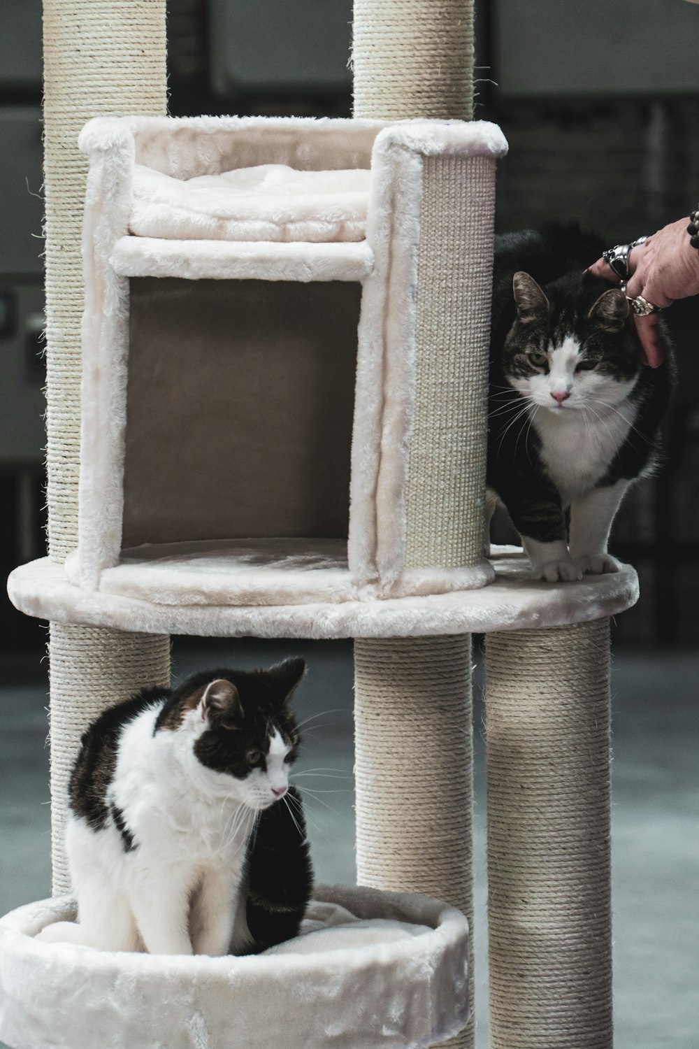 chat noir et blanc sur arbre à chat