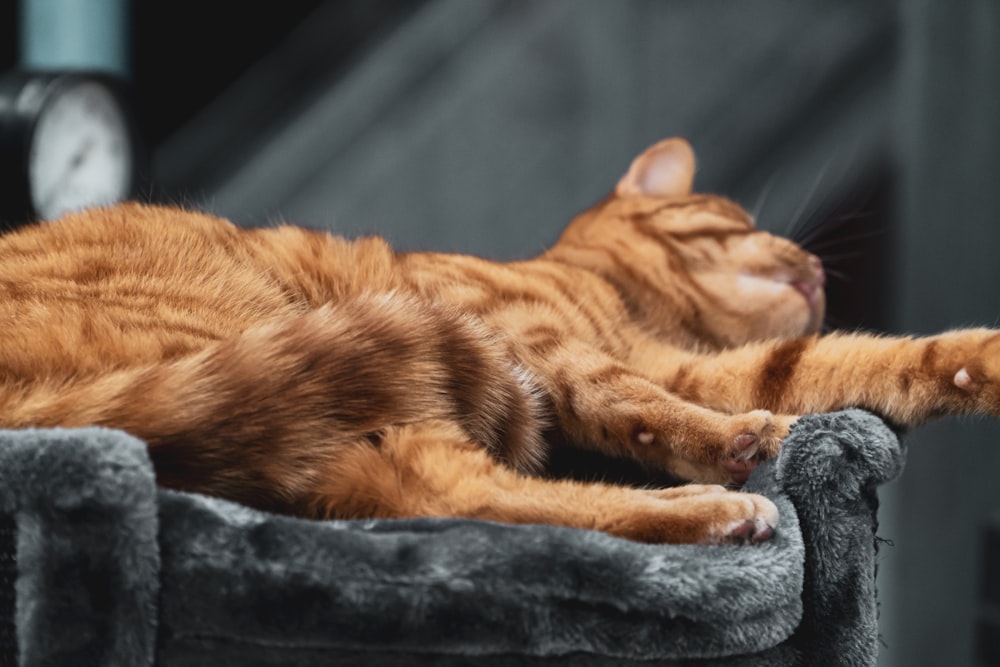 orangefarbene Tabby-Katze auf schwarzem Textil liegend
