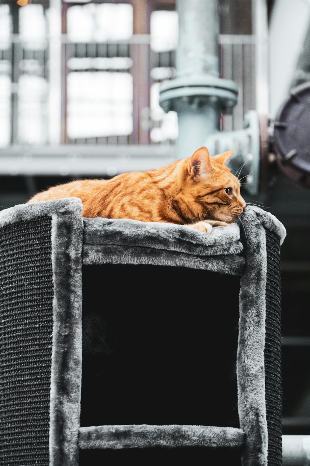 orange tabby cat lying on gray textile