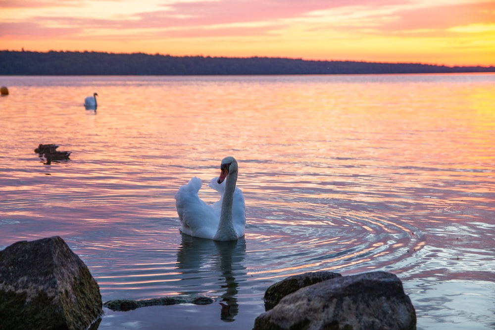 white swan on body of water during daytime