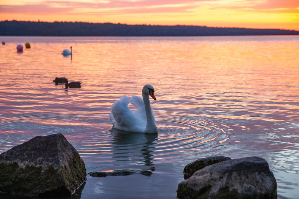 white swan on body of water during daytime