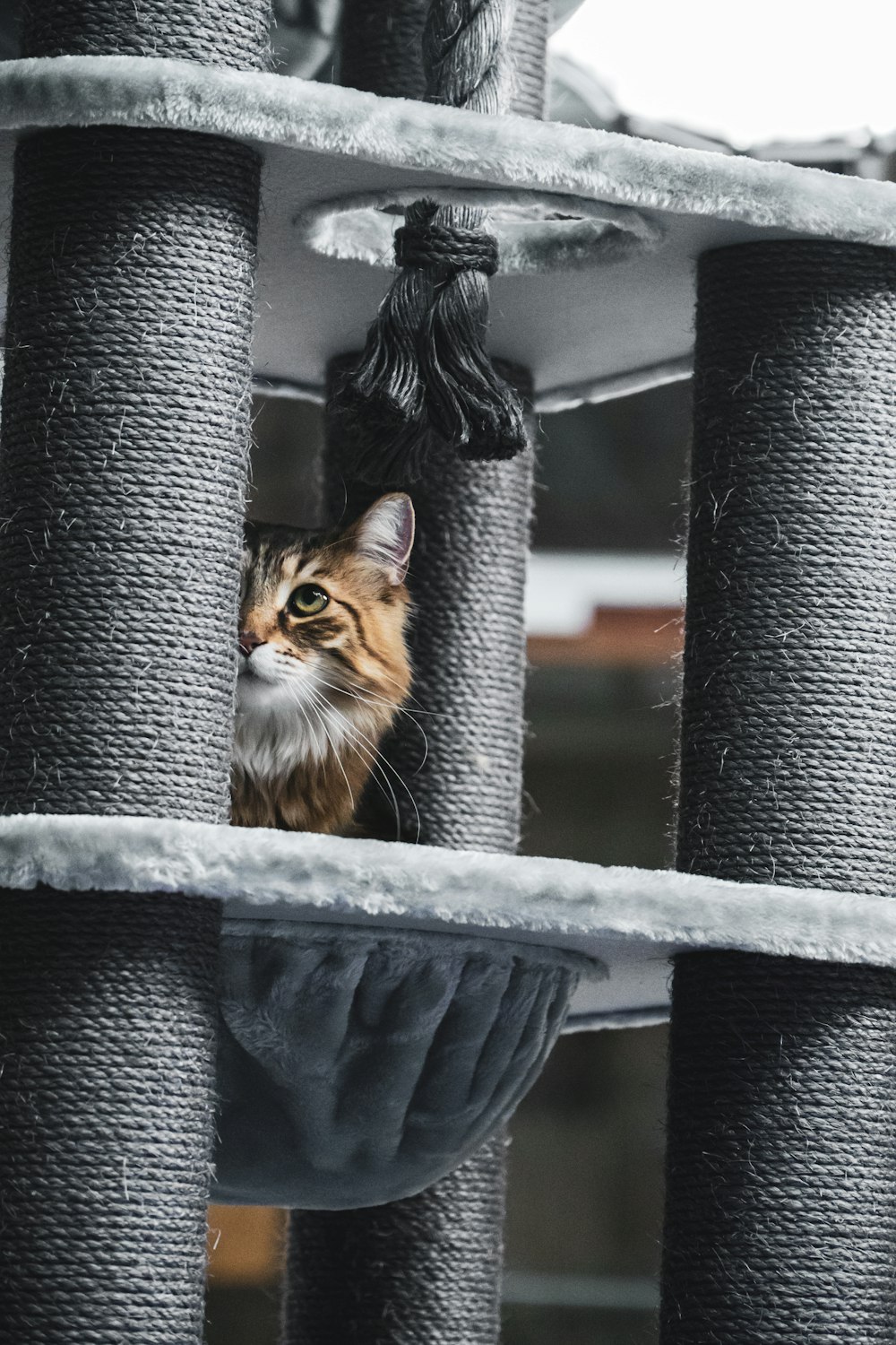 brown tabby cat on black and gray textile