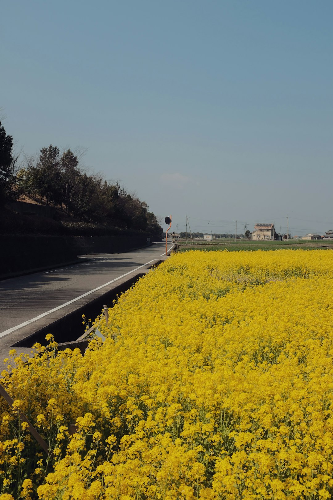yellow flower field beside road during daytime