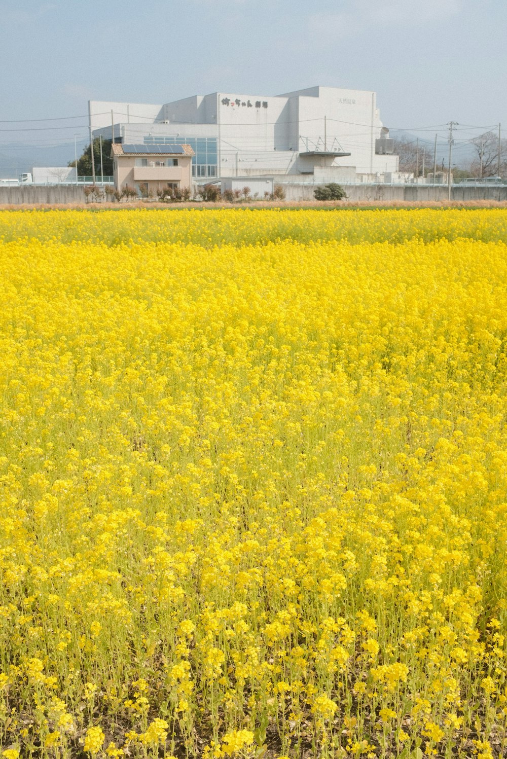 Campo de flores amarillas cerca de la Casa Blanca durante el día