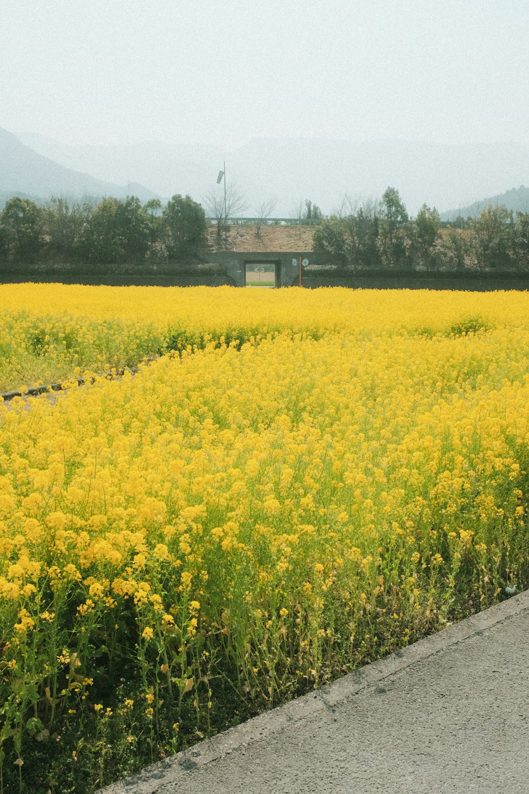 yellow flower field near brown house during daytime