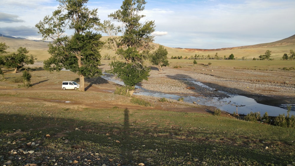 green trees on brown field during daytime