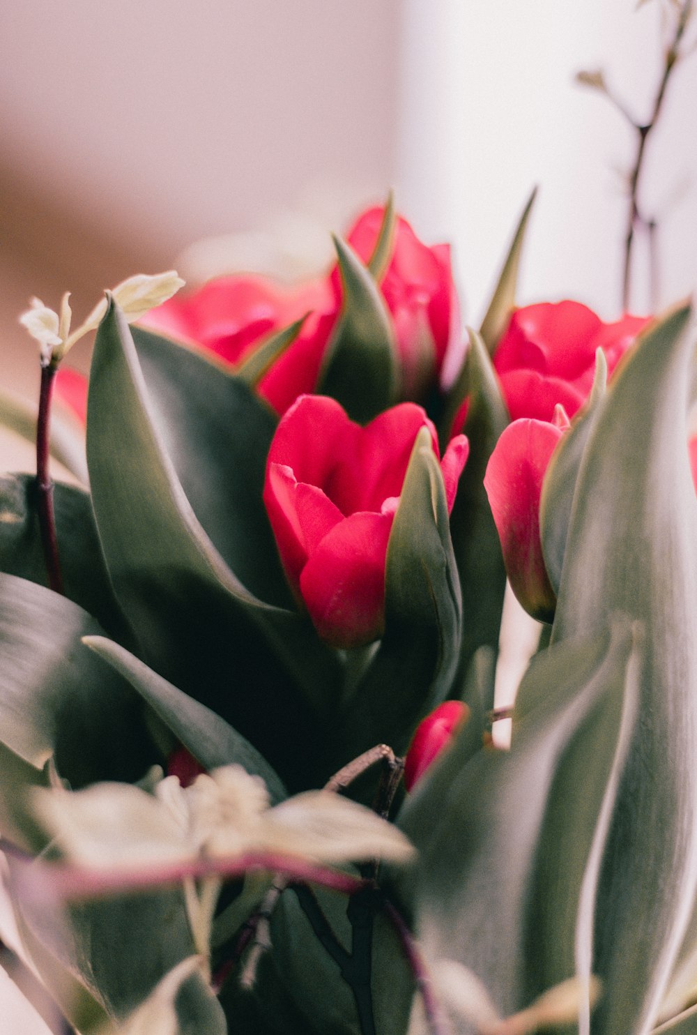 pink and white tulips in bloom