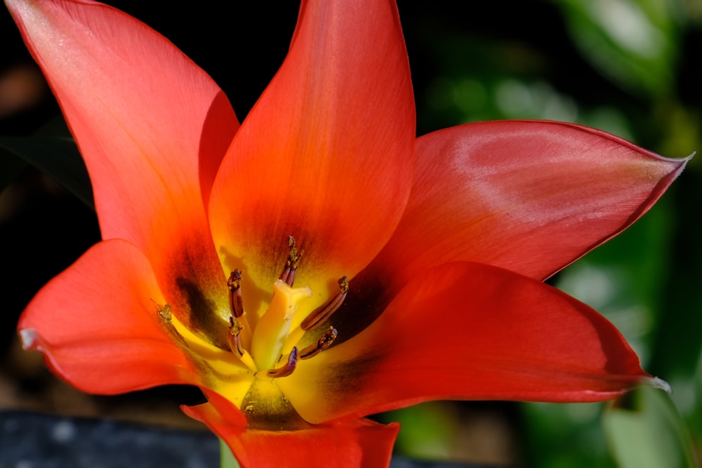 red and yellow flower in close up photography