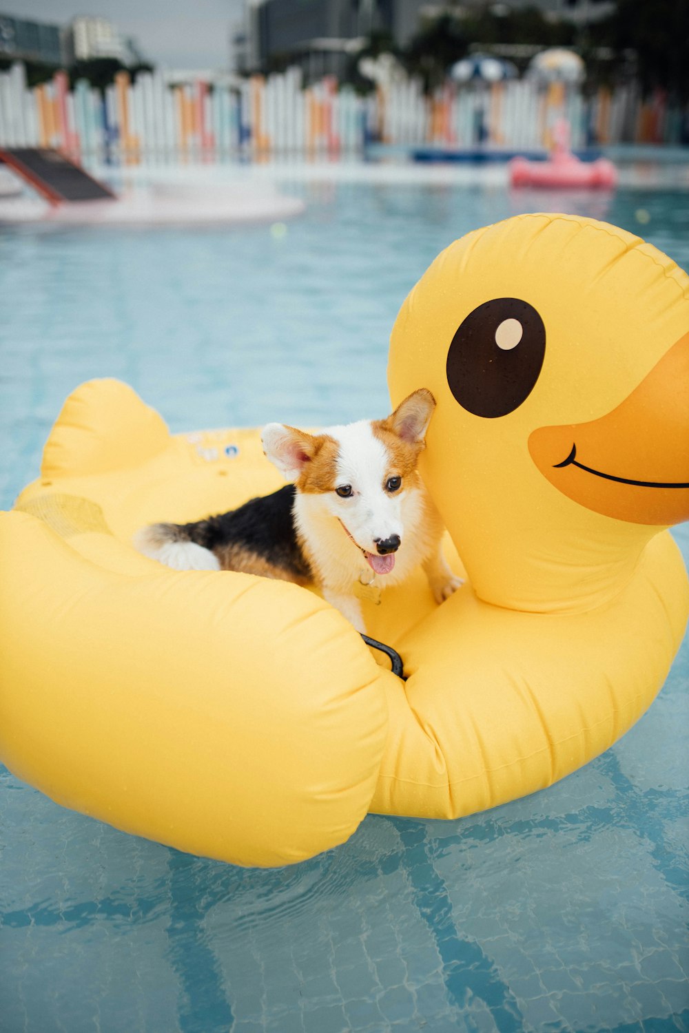 black white and brown short coated dog on yellow inflatable ring