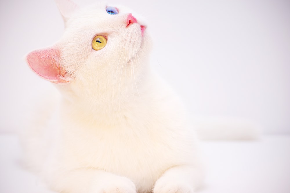 white cat on white surface