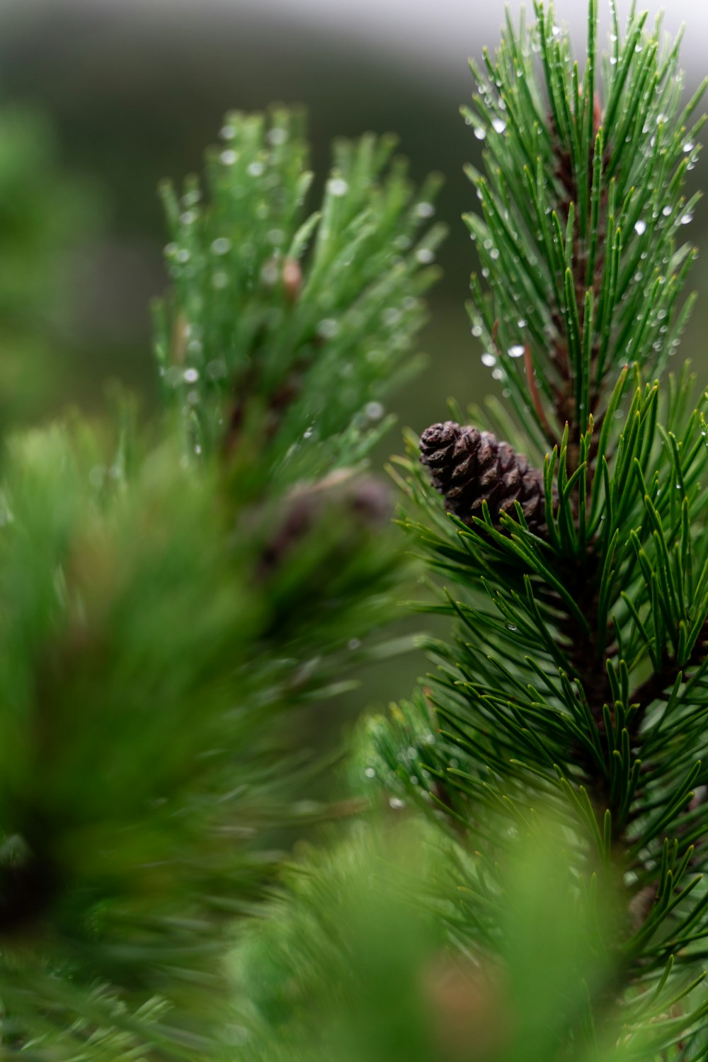 pomme de pin brune sur plante verte