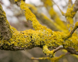 yellow moss on brown tree branch